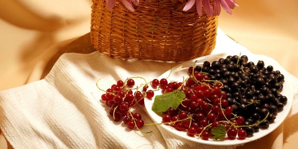 Red and black currants on a white plate-on a white napkin-and a wicker basket with pink flowers-close-up.